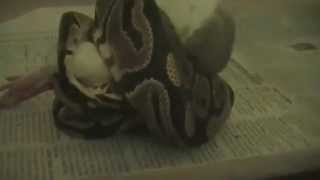 preview picture of video 'Ball Python Live Feeding****(Warning Graphic)*** Slow Motion/ Then live speed at the end'