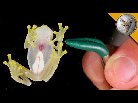 image-Are there transparent frogs?