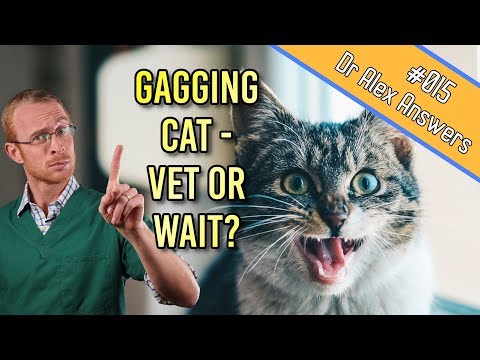 Why is My Cat Gagging (the cause could be deadly!) - Cat Health Vet Advice