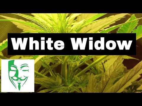 [Free Beat] "White Widow" I Good Vibez Type Beat I Hip-hop Beat Instrumental (pr0d. by Telomoto)