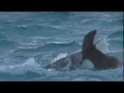 Ottmar Liebert + Luna Negra - Albatross