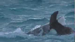 Ottmar Liebert + Luna Negra - Albatross