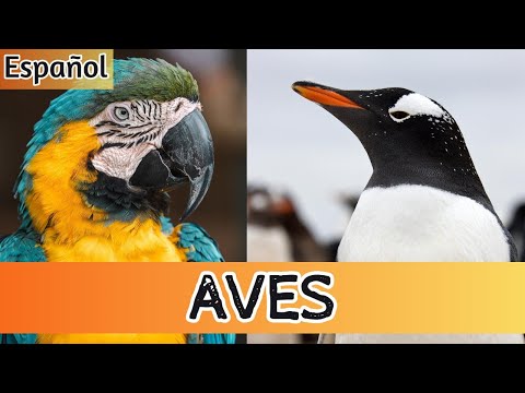 Aves para Niños: ¡Vuela hacia la Diversión, el Aprendizaje y los Sonidos de las Aves! 🦅🌟