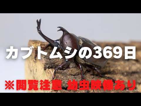 地上に生息する幼虫と蛹タマネギフライコガネムシ