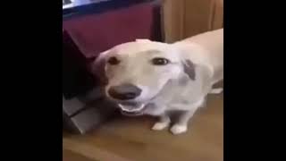 Cover art for Butter dog