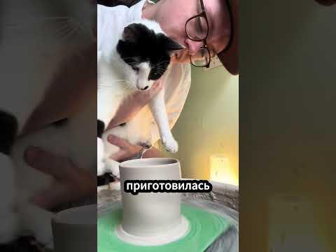 Кошка разрушила горшок… и стала звездой продаж