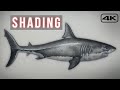 Tattoo Tutorial How To Tattoo For Beginners Shark