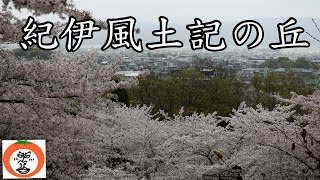 preview picture of video '花見 【 うろうろ紀伊風土記の丘 Travel Japan 】 和歌山県 和歌山市 紀伊風土記の丘 Kifudoki no Oka Wakayama cherry-blossom viewing'