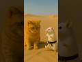 When A Chubby Cat Picks A Fight With A Karate Master Shorts Chubbycat Funnycats Cat Catandmouse