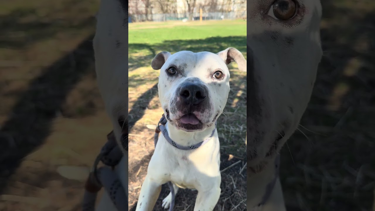 Enlarge Budino, a ADOPTABLE Pit Bull Terrier in Chicago, IL video 5/5
