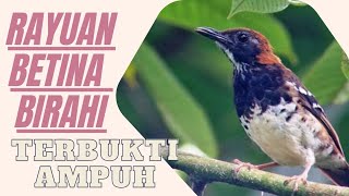 Download lagu terapi Anis kembang betina birahi || pancingan Anis kembang agar cepat gacor mp3
