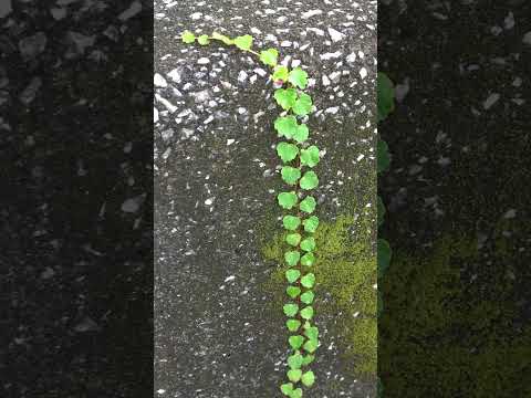 かわいいつる植物のギャラリーに飛び込み、壁を隠す常緑植物を選択してください!  庭園