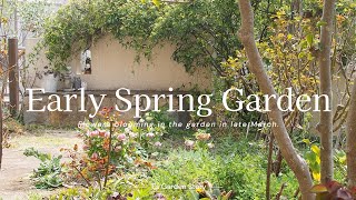 《早春のナチュラルガーデン》新たに植え付けた宿根草❀おすすめ八重咲クリスマスローズ《T's Gardenのガーデニング》