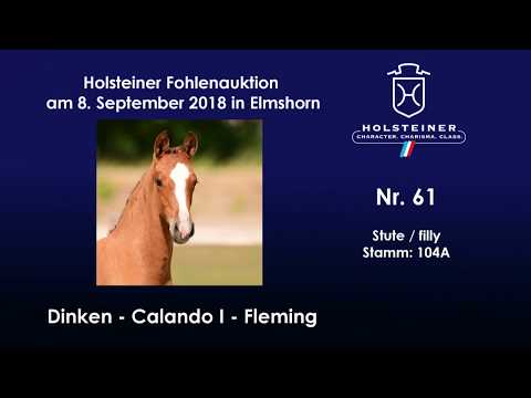Holsteiner Fohlenauktion | Nr. 61 v. Dinken - Calando I