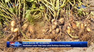 Download lagu Manfaatkan Lahan Tidak Subur untuk Budidaya Kentang Hitam - Ratih TV mp3