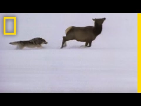 Wolf Hunting Tactics | National Geographic