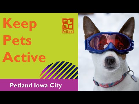 Keep Pups Active