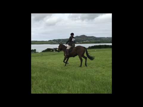 BE 90 dressage test 95