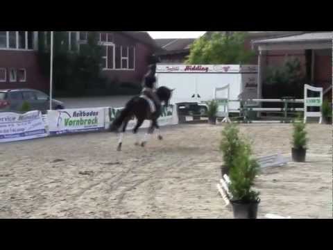 Dreijähriger Rock Forever x Show Sar