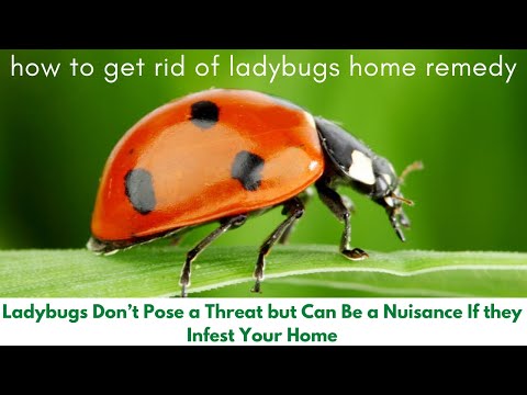 image-What is the best way to get rid of ladybugs?