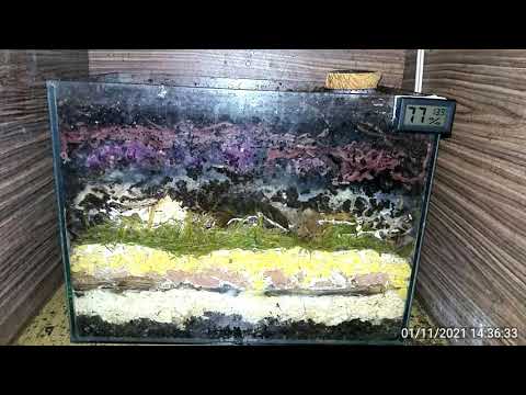 3 months timelapse - earthworms eating compost