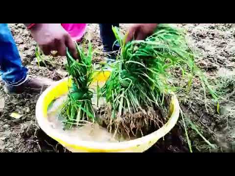 विडियो गैलरी