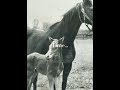 Horse Edit #43 #hickstead #ruffian #secretariat #mano'war