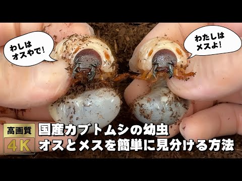 カブトムシとコガネムシの幼虫の見分け方は？両者の 5 つの違い + 写真とビデオ  庭園