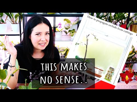 How to propagate Orchids from cuttings - Orchid Grower Reacts