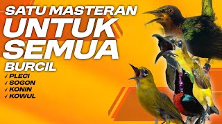 Download lagu 🔴 LIVE materan pleci masteran sogon masteran konin masteran kowul, materi tembakan mp3 Download lagu 🔴 LIVE materan pleci masteran sogon masteran konin masteran kowul, materi tembakan mp3