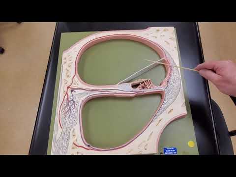 Professor Long - Ear Anatomy 3, Internal Anatomy of the Cochlea