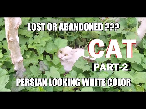 Persian Cat White Part 2  Malakas at feeling home na.