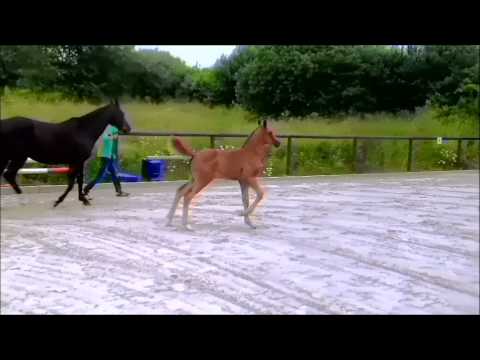 Kat-Nr. 5 Domenico v. Destano