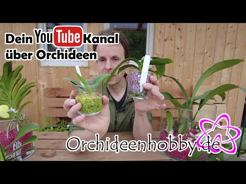 , title : '🌺🌺🌺 Welche Topfgröße benötigen Orchideen 🌺🌺🌺 www.Orchideenhobby.de'