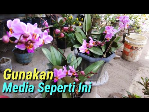 download lagu mp3 mp4 Bunga Anggrek, download lagu Bunga Anggrek gratis, unduh video klip Bunga Anggrek