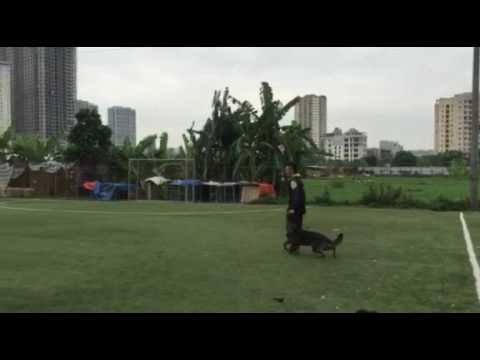 Eschly z Gargamellu obedience