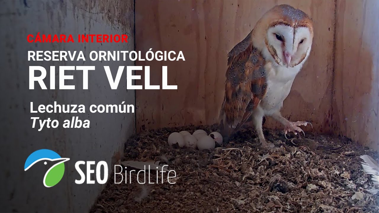 Live webcam view of Barn Owl Nest Box Interior Cam