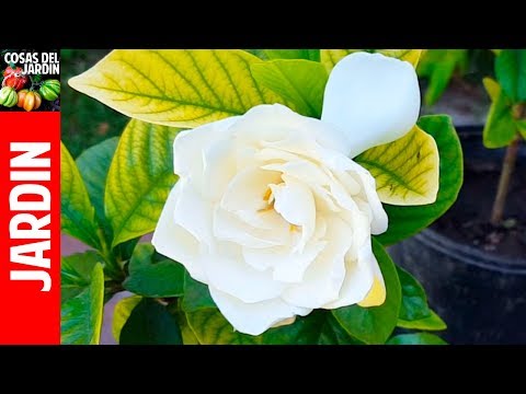Top 10: preguntas sobre la gardenia (¿sabes cómo curar sus hojas amarillas?)
