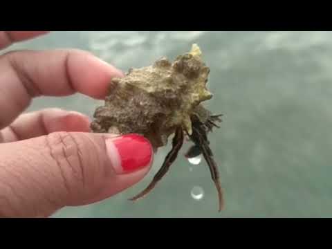 Mencari Kelomang di Pantai