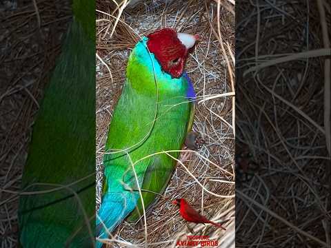 Gouldian Finch male in his Bird nest with eggs and chicks in large bird clutch #birds #bird #pets