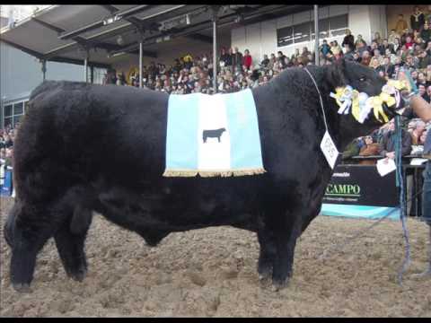 CABAÑA TRES MARIAS GRANDES CAMPEONES PALERMO