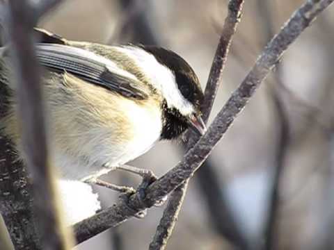 Chickadee eating in Slow Motion