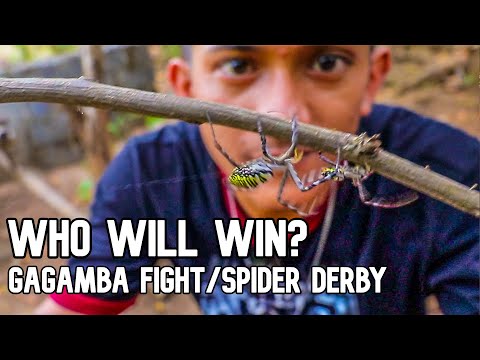 SPIDER FIGHT FAIL in Zambales, Philippines - Spider Derby ...