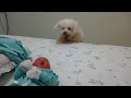 Prsvni setkani psa s miminkem (Tearon) - Známka: 3, váha: velká