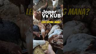 Download lagu Joper atau KUB, Mana Paling Cuan? #shorts #ayamkampung mp3