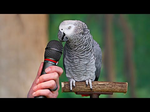 世界で最も賢い動物 10 匹