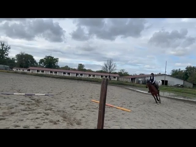 CHEVAL (Jument) AA de 7 ans