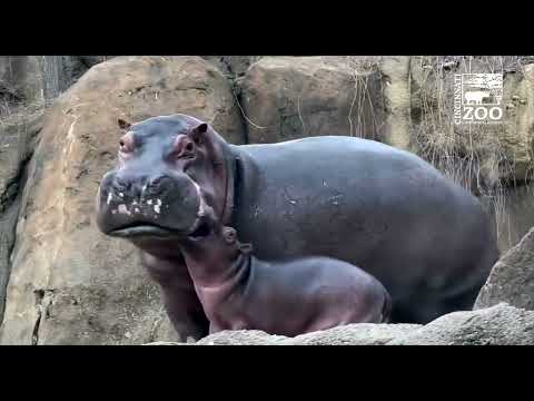 Baby Hippo Fritz Pestering His Dad Tucker - Cincinnati Zoo