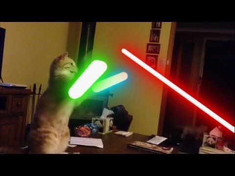Jedi Jazz: Cat VS Lightsaber