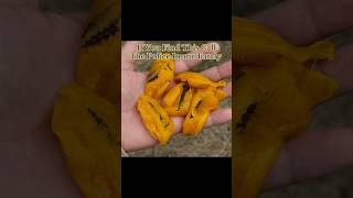 Cover art for if u find these DO NOT EAT THEM